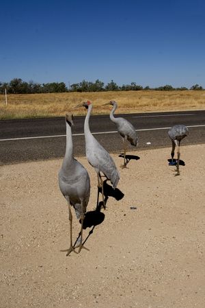 Brolgas at Kynuna, Outback Queensland